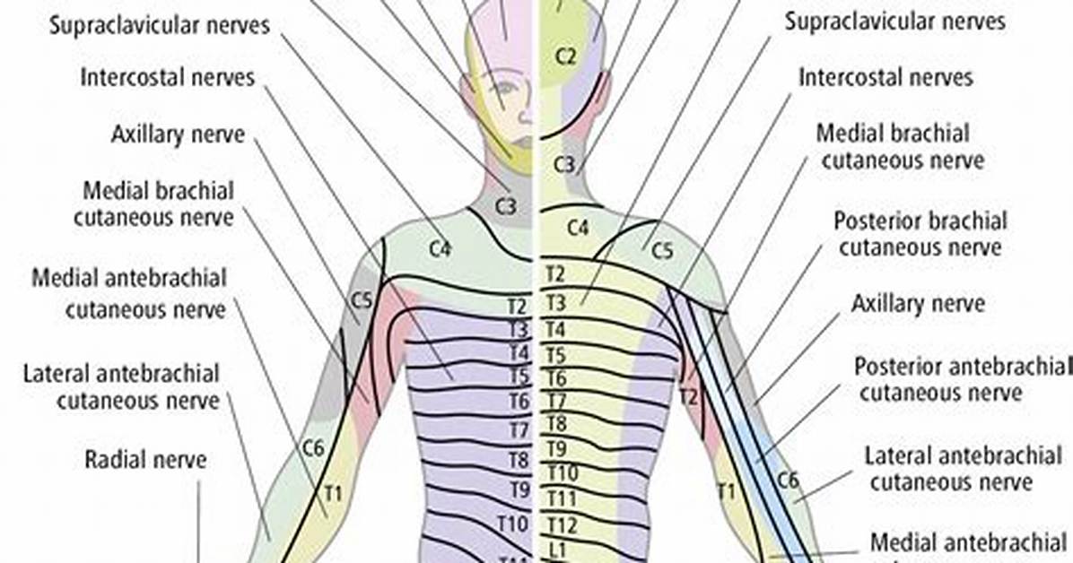 Nerve Innervation