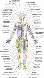 Nerve Innervation