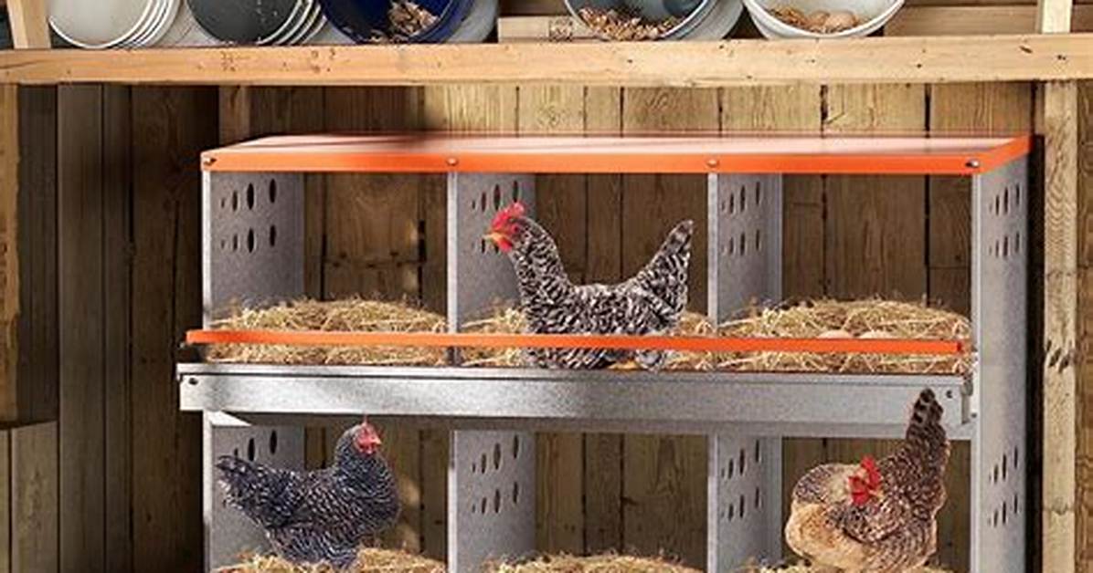 Nesting Boxes for Chickens