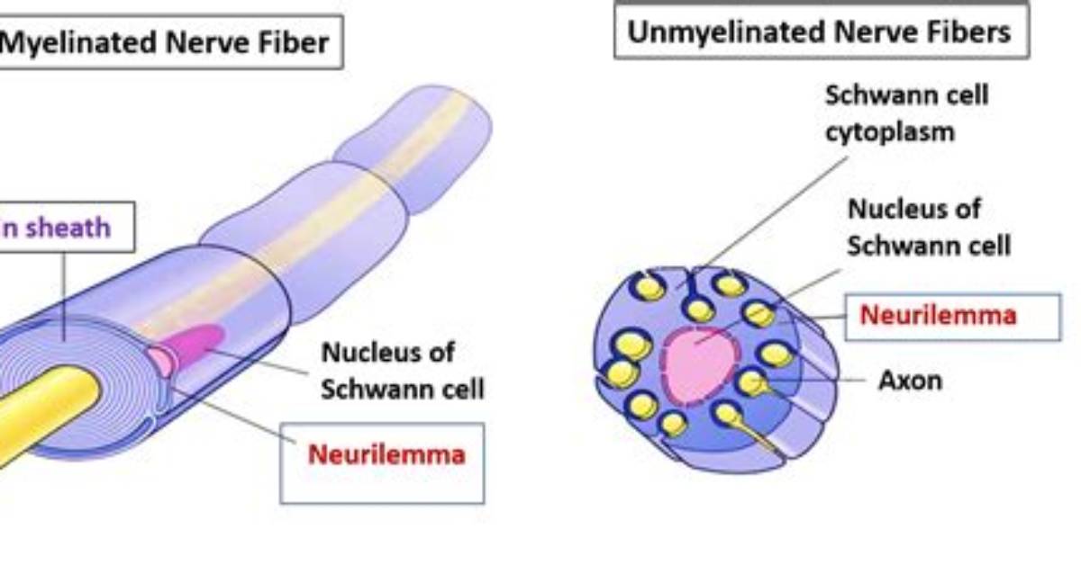 Neurilemma Function