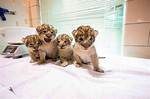 Newborn Lion