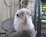 Nibble Like a Bird