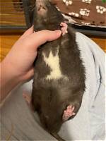 Nibble Like a Rat