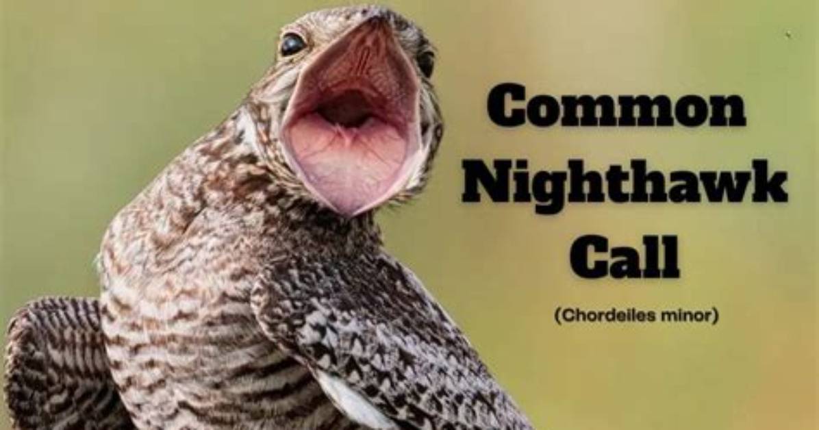 Nighthawk Sound