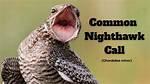 Nighthawk Sound