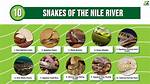 Nile Viper