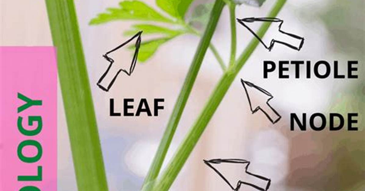 Node Plant