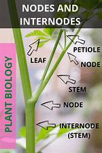 Node Plant