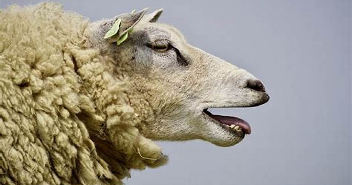 Noises from Sheep