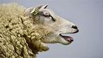 Noises from Sheep