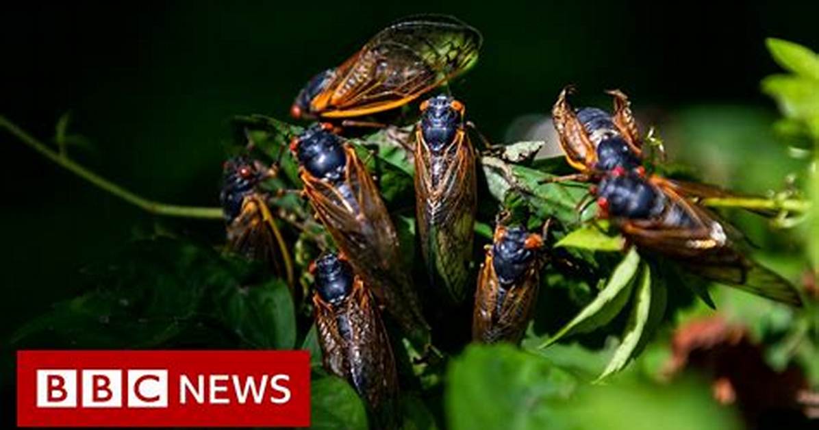 Noisy Bugs