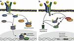 Non-Synonymous Smad6 Mutations Impaired Inhibition of Bmp Signalling in Patients with Congenital Cardiovascular Malformation - ePrints