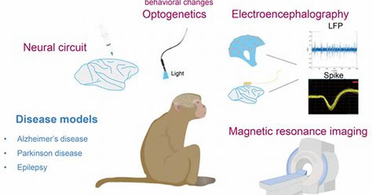 Nonhuman Primate