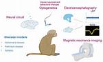 Nonhuman Primate