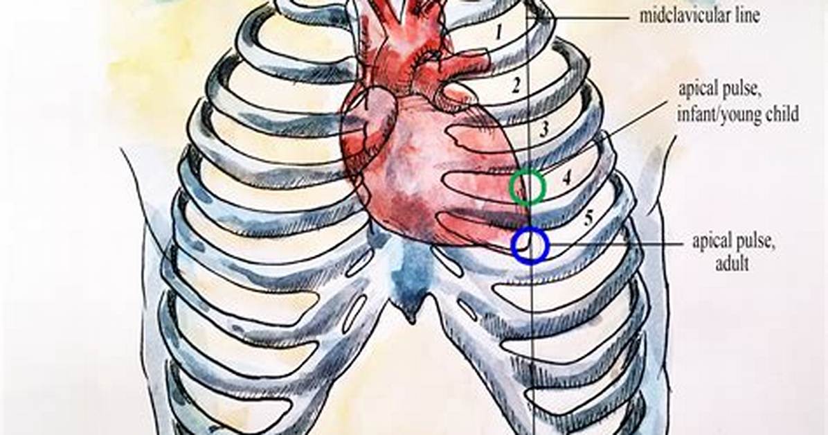 Normal Apical Pulse