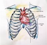 Normal Apical Pulse