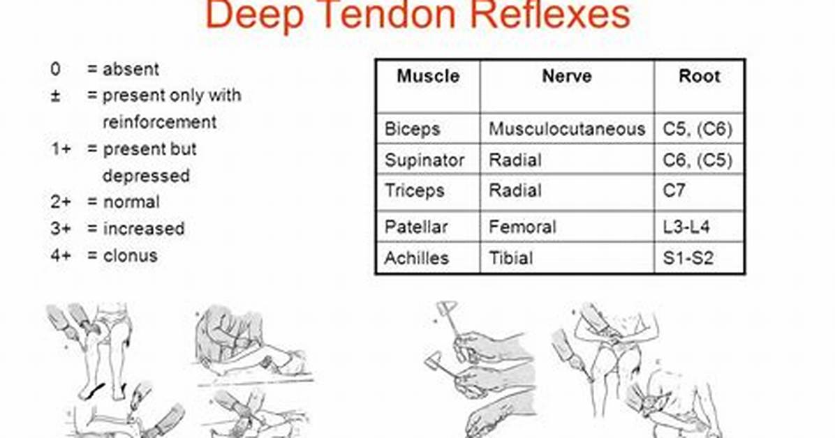 Normal Deep Tendon Reflexes