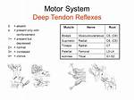 Normal Deep Tendon Reflexes