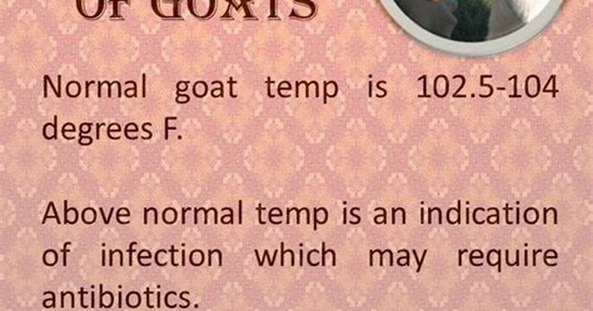 Normal Goat Temp