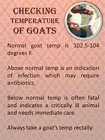 Normal Goat Temp
