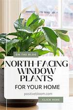 North Facing Window Plants