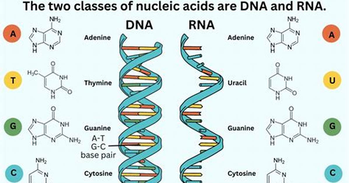 Nucleic Acids Include