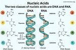 Nucleic Acids Include