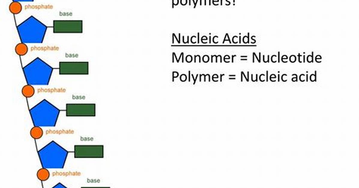 Nucleic Acids Polymer