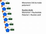 Nucleic Acids Polymer