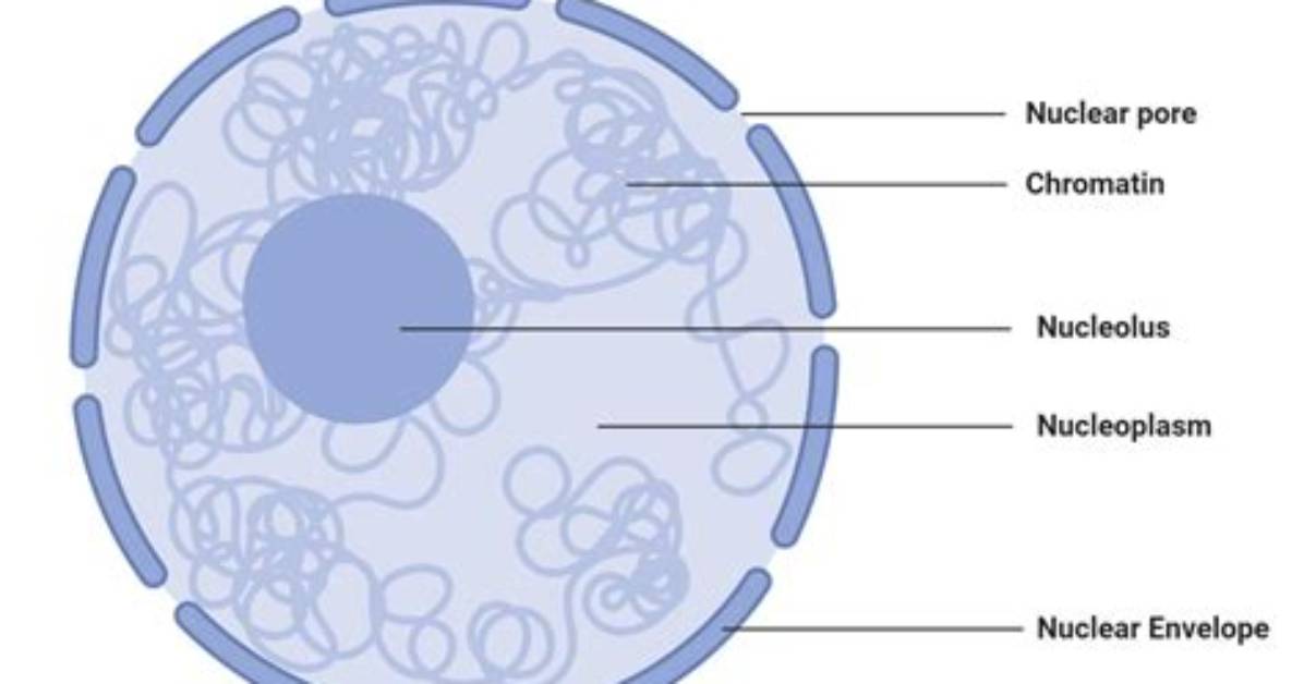 Nucleus Structure