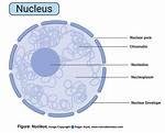 Nucleus Structure