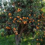 Nules Clementine Tree