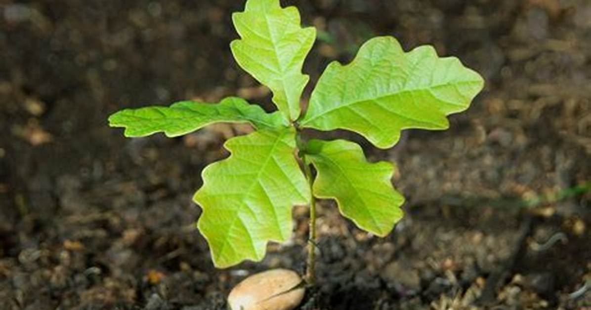 Oak Sapling