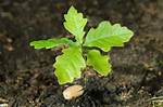 Oak Sapling