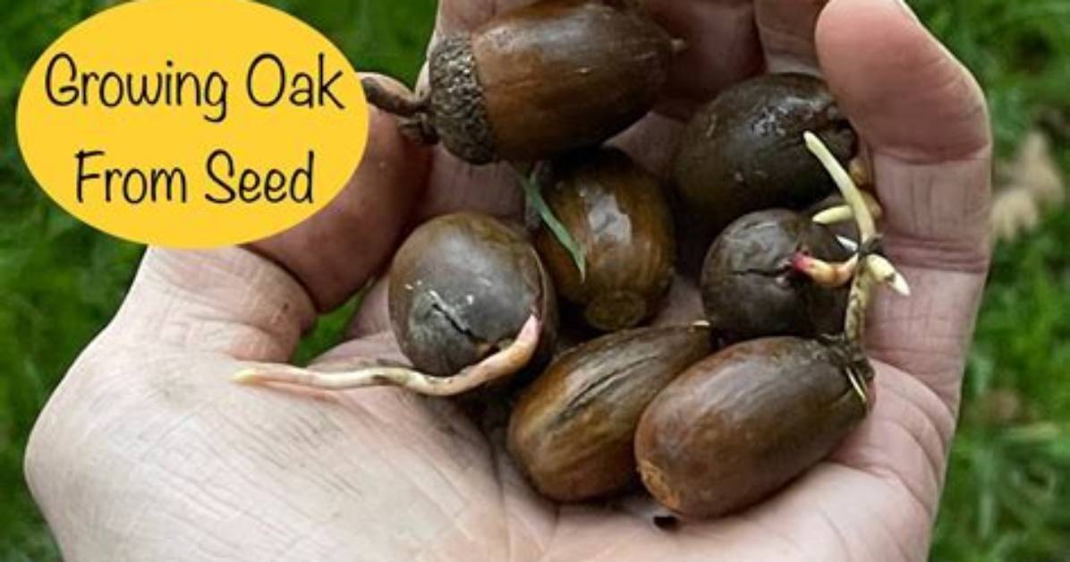 Oak Seeds