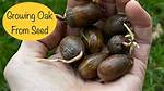 Oak Seeds