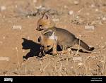 Observing a Fox with Two Babies: a Glimpse into Wild Family Life