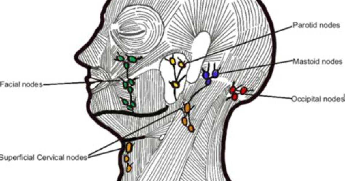 Occipital Lymph Node
