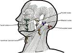 Occipital Lymph Node