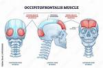 Occipitofrontalis Muscle
