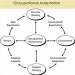 Occupational Adaptation Model