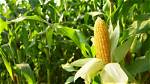 ___ of Corn