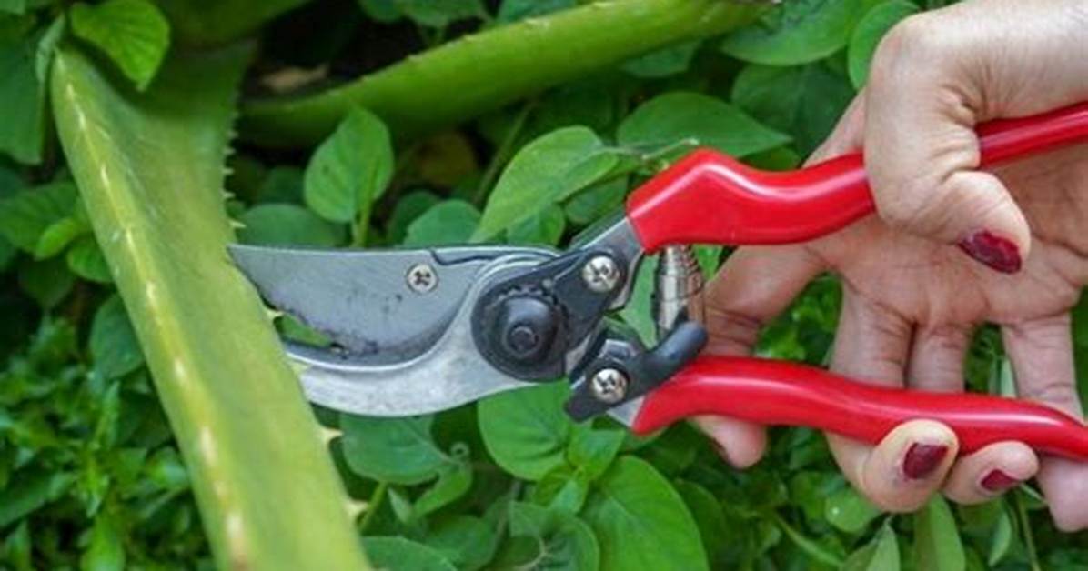 ___ off (Remove with Pruning Shears)