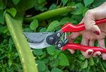 ___ off (Remove with Pruning Shears)