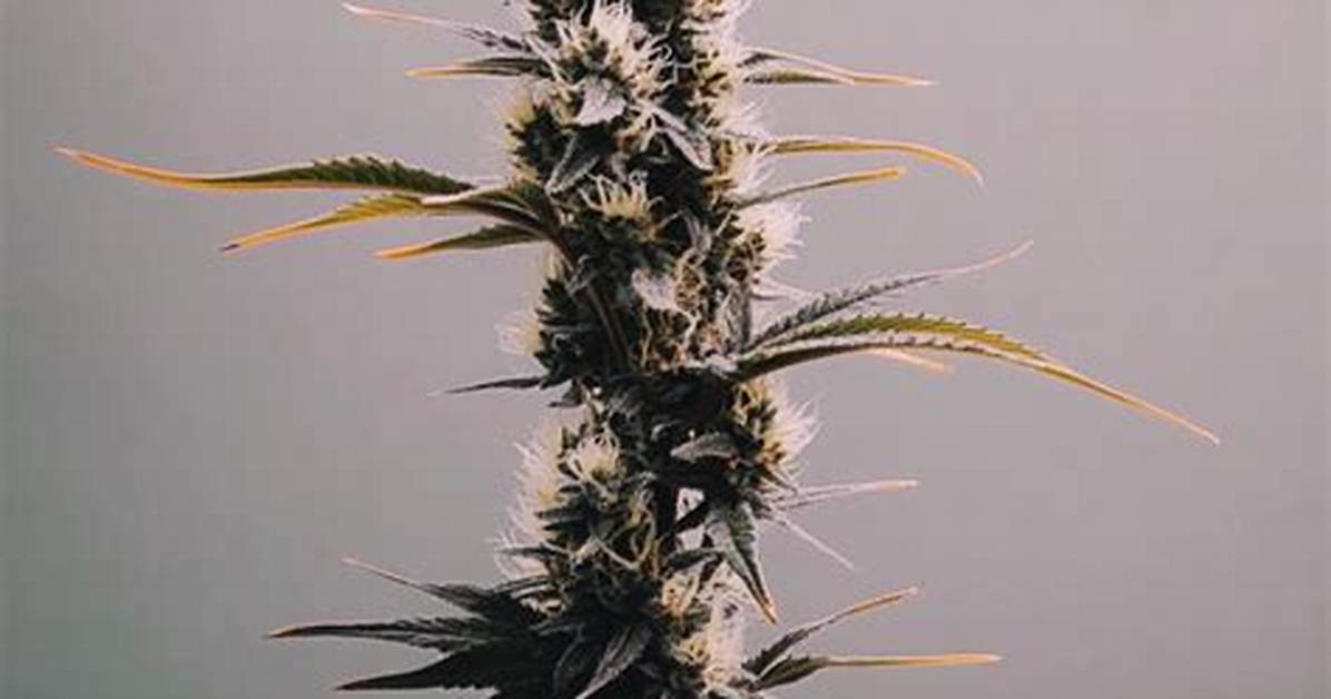 Ogkb Strain