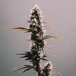 Ogkb Strain