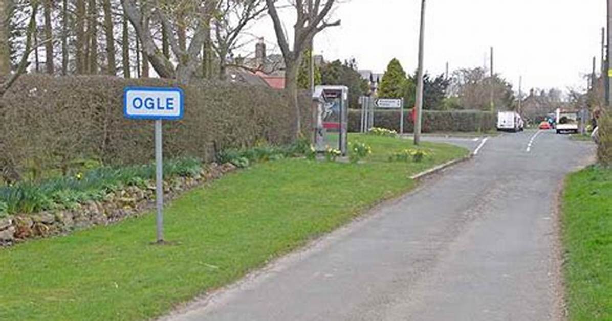 Ogle | Co-Curate