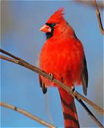 Ohio State Bird