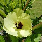 Okra Flower