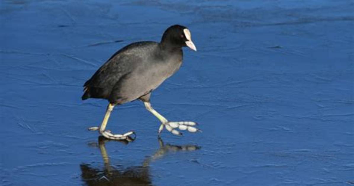 Old ___ (Coot)